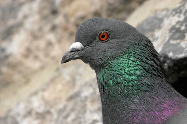 Scenic View Pigeon Birds — Stock Photo, Image