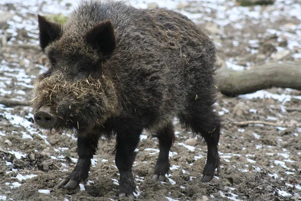 Wildszene Schöne Natur — Stockfoto