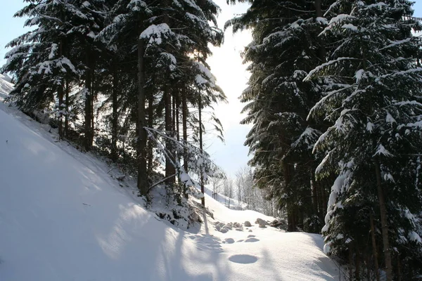 Landschappelijk Uitzicht Flora Wilde Bossen — Stockfoto