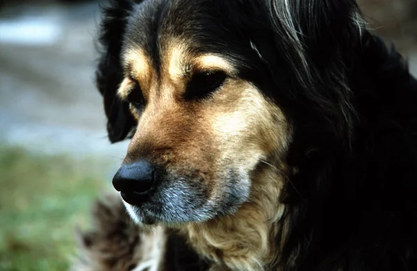 Retrato Cão Bonito — Fotografia de Stock