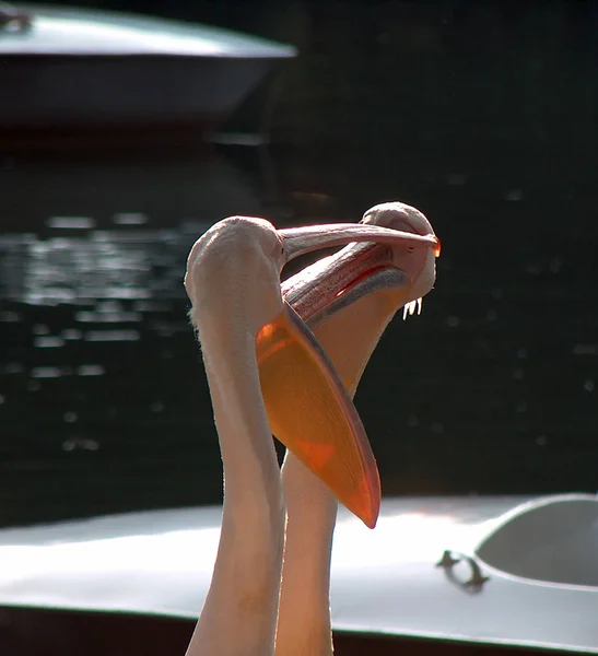 Pássaro Pelicano Com Bico Longo — Fotografia de Stock