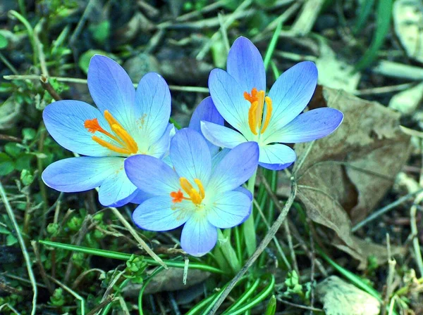 Цветы Крокус Цветут Весенняя Флора — стоковое фото