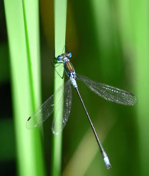 Detailní Makro Pohled Hmyz Vážky — Stock fotografie