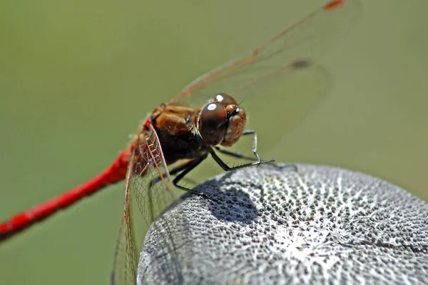 Vážný Hmyz Flóra Fauna — Stock fotografie