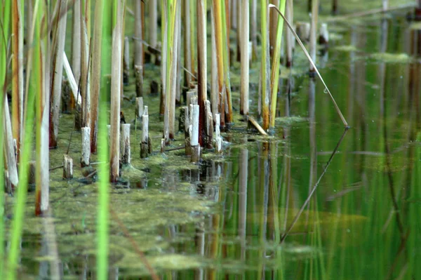 Ziergras Der Natur Flora Pflanzen — Stockfoto