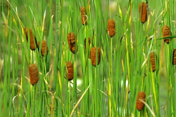 Ornamental Grass Nature Flora Plants — Stock Photo, Image