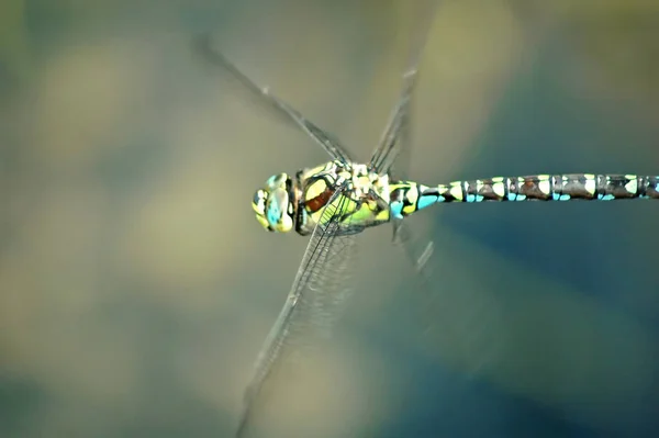 Vue Macro Rapprochée Insecte Libellule — Photo