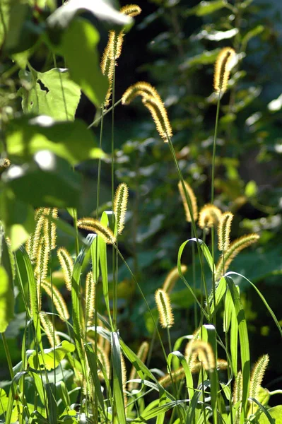 Trawa Lisa Przyrodzie Flora — Zdjęcie stockowe