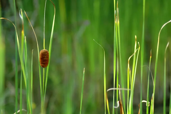 Siergras Natuur Flora Planten — Stockfoto