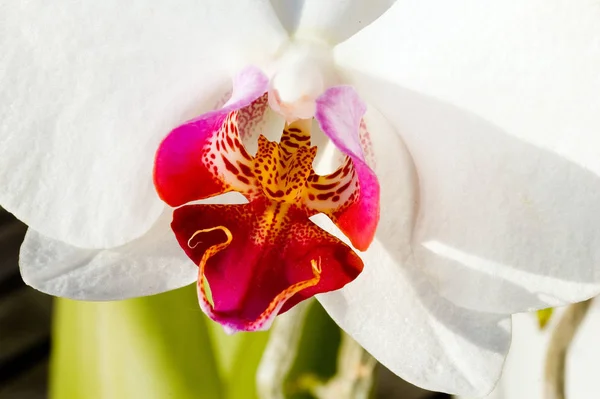 Schöne Botanische Aufnahme Natürliche Tapete — Stockfoto