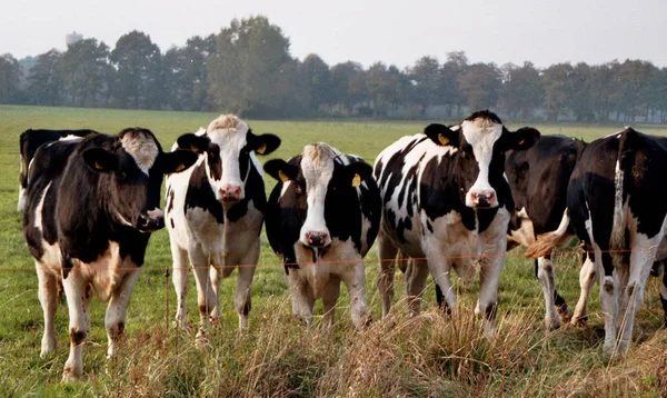 Krávy Přírodní Krajině Selektivní Zaměření — Stock fotografie