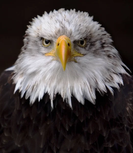 Scenic View Majestic Bald Eagle Wild Nature — Stock Photo, Image