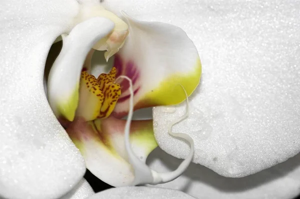 Flori Orhidee Petale Flori — Fotografie, imagine de stoc