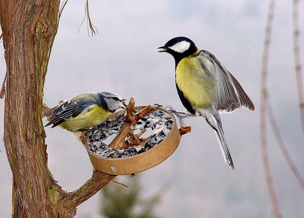 Scenic View Beautiful Blue Tit Nature — Stockfoto