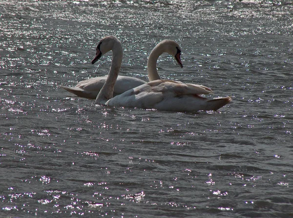 Vue Panoramique Sur Les Cygnes Majestueux Nature — Photo