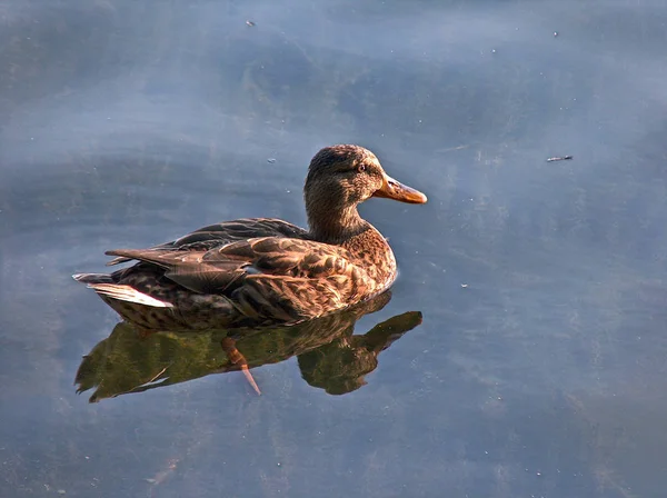 Bird Watching Shot Duck Wild Nature — Stock Photo, Image