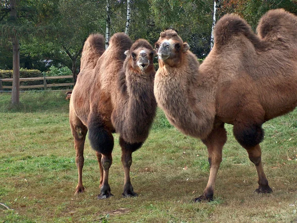 Dromedár Také Nazývaný Arabský Velbloud Velký Kopyto Rovnými Prsty Jedním — Stock fotografie