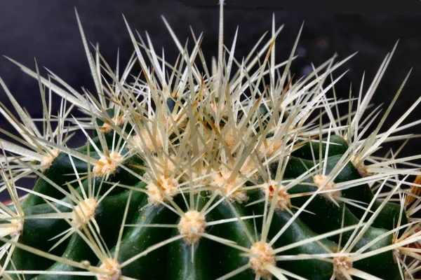 Planta Verde Tropical Cactos Suculentos — Fotografia de Stock