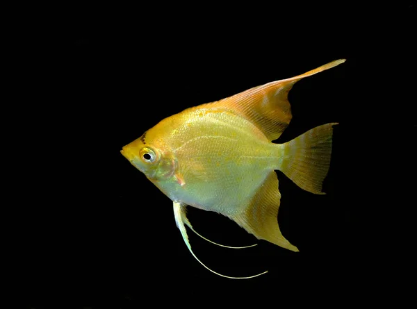 Carta Parati Tema Marino Colpo Subacqueo — Foto Stock