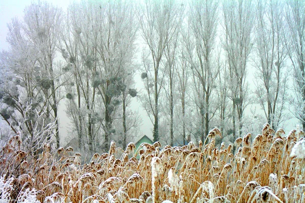 Θέα Μιας Χειμερινής Σκηνής — Φωτογραφία Αρχείου
