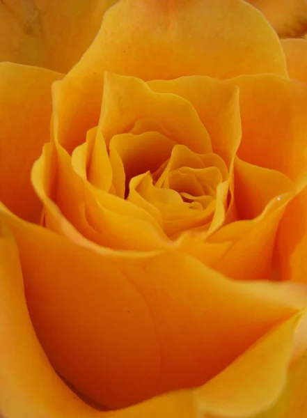 Fondo Colorido Para Tarjeta Del Día San Valentín — Foto de Stock