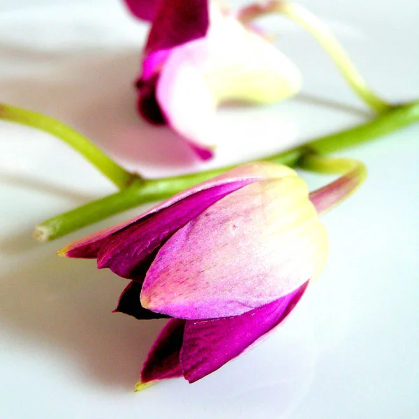 Belas Flores Cor Rosa Fundo Branco — Fotografia de Stock