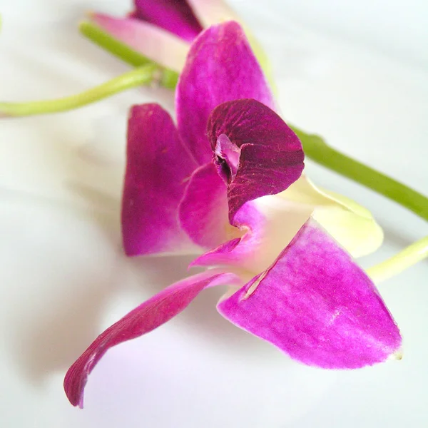 Růžová Orchidej Květiny Bílém Pozadí — Stock fotografie