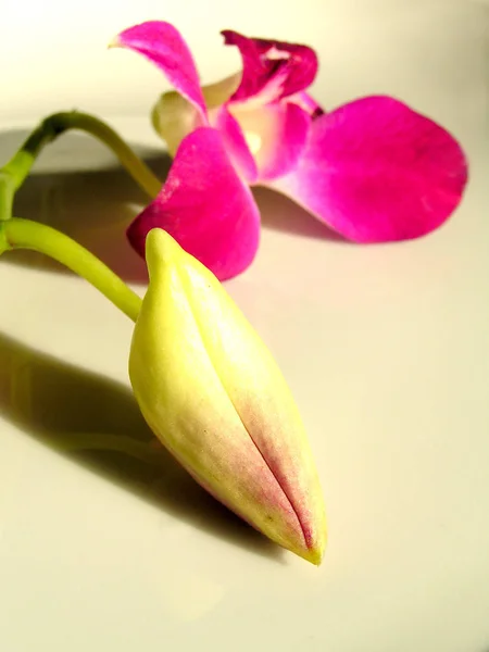 Tulipa Rosa Branca Fundo Madeira — Fotografia de Stock