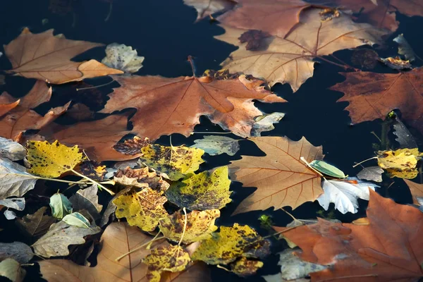 Листя Воді — стокове фото