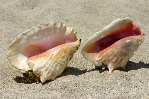 Muscheln Weichtiere Mollusken Aufgenommen Auf Antigua Karibik — Stockfoto