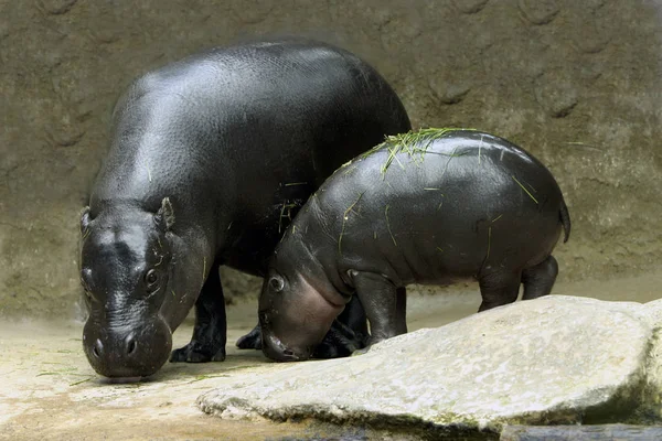 Mamíferos Hipopótamos Animales Hipopótamos —  Fotos de Stock