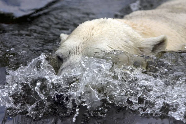 Eisbär Tierwelt — Stockfoto