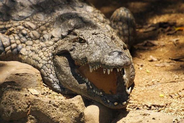 Crocodilo Jacaré Carnívoro Animal — Fotografia de Stock