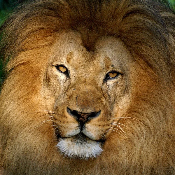 尽管我更喜欢拍摄野生动植物的照片 但这只狮子在旧金山动物园里却让我着迷 尤其是它那忧郁的样子和太阳光照射下的特殊光斑 它们找到了一条穿过树梢的路 — 图库照片