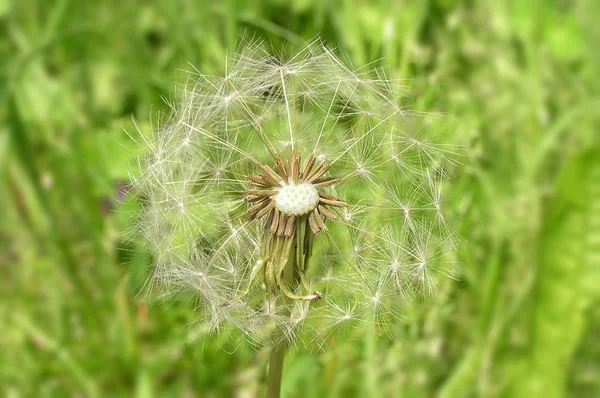 Nahaufnahme Von Natürlichen Löwenzahn Blume — Stockfoto