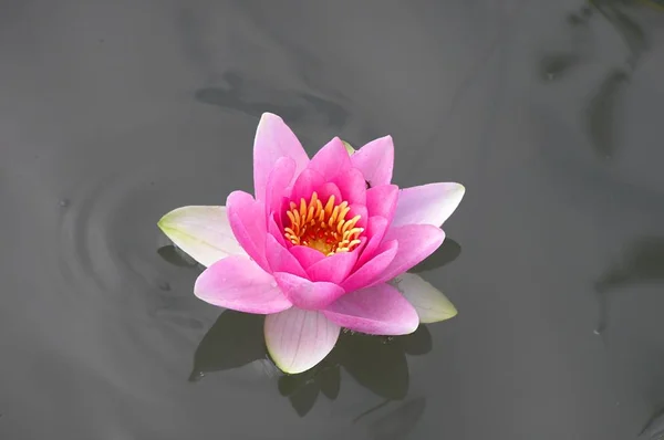 Water Lily Pond Flowers Flora Nature — Stock Photo, Image