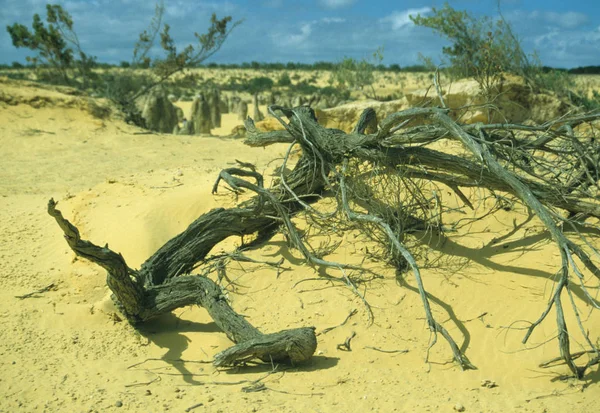 Outback Västra Australien — Stockfoto