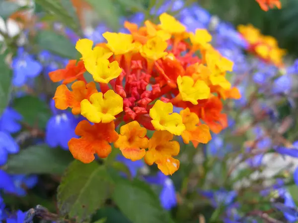 Bel Colpo Botanico Carta Parati Naturale — Foto Stock