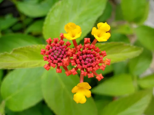 Vacker Botanisk Skott Naturliga Tapeter — Stockfoto