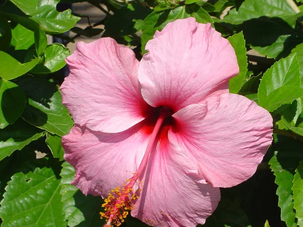 Escénico Hermosa Flor Hibisco Colorido — Foto de Stock