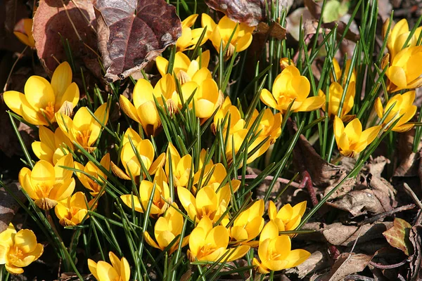 Крокусы Лепестки Весенних Цветов — стоковое фото
