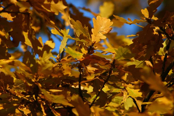 Hojas Otoño Temporada Otoño Flora — Foto de Stock