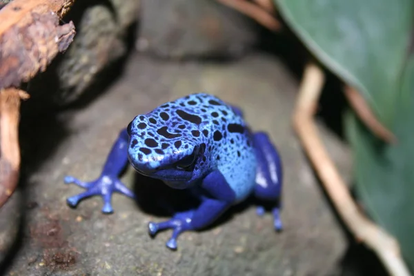 Poisonous Frog Close Made Canon Eos 350 Lens Canon — 스톡 사진