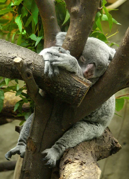 Oso Koala Animal Árbol Vida Silvestre — Foto de Stock