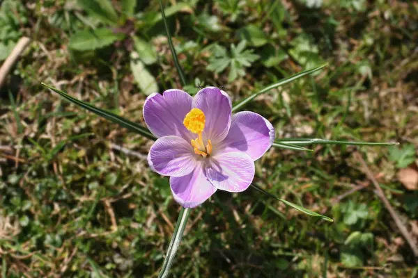 Pierwsze Wiosenne Kwiaty Krokus — Zdjęcie stockowe