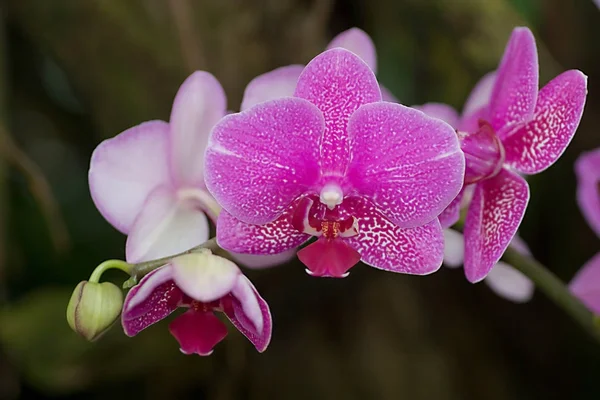 Rózsaszín Orchidea Virágszirmok — Stock Fotó