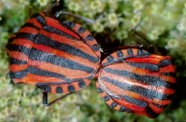 Închiderea Bug Ului Natură Sălbatică — Fotografie, imagine de stoc