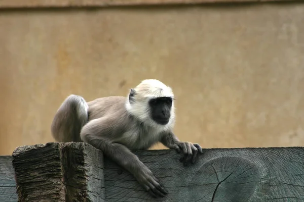 동물원에 동물의 — 스톡 사진