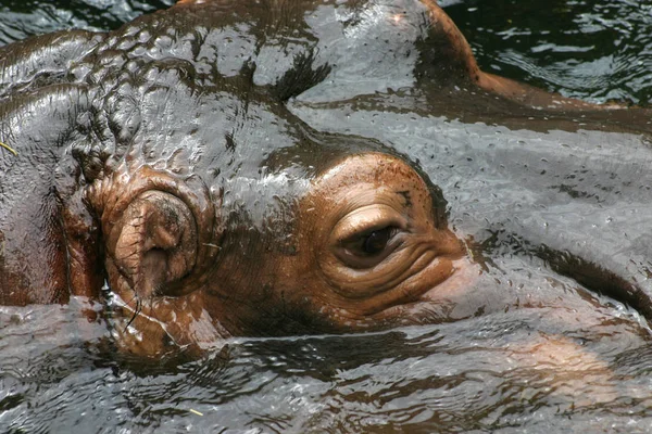 Flusspferd Säugetier Nilpferd — Stockfoto