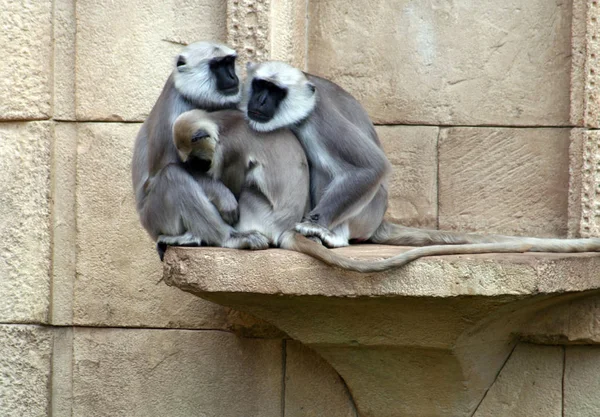 Primo Piano Degli Animali Allo Zoo — Foto Stock